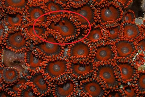 zoanthus_sp_redorange_053060_tm_4_product_zoom_thumb.jpg