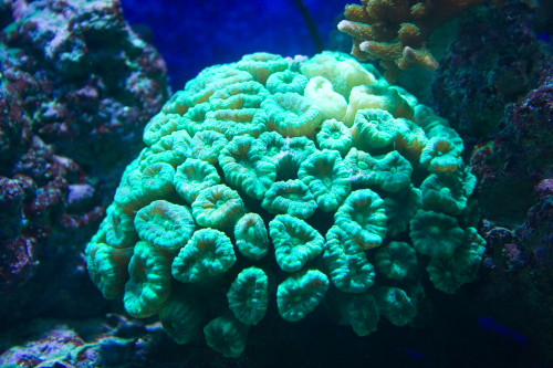 caulastrea stor.JPG