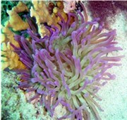 anemone1.jpg