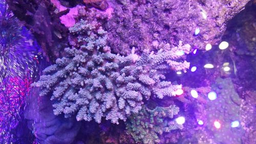 Acropora tenuis?