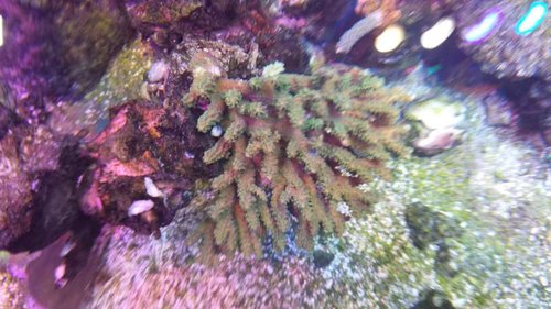 Acropora SP?