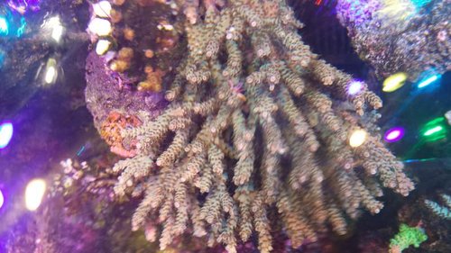 Acropora subulata?