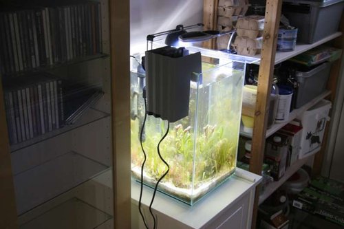 akvarium klart vand .JPG