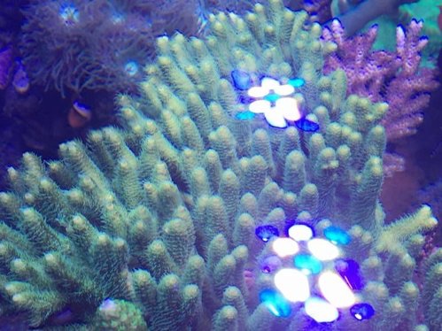 Grøn/gul Acropora spec.