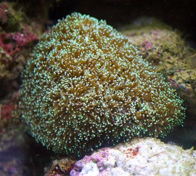 galaxea (Small).jpg
