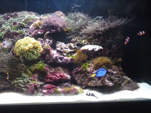De første koraller efter 2 måneders indkøring (2)