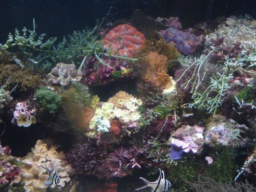 De første koraller efter 2 måneders indkøring (3)