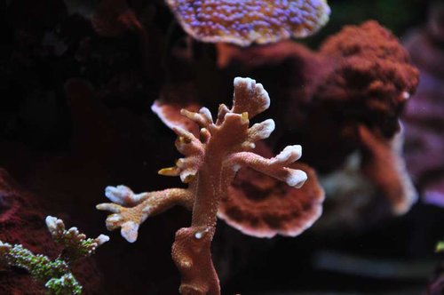 US Montipora sp.