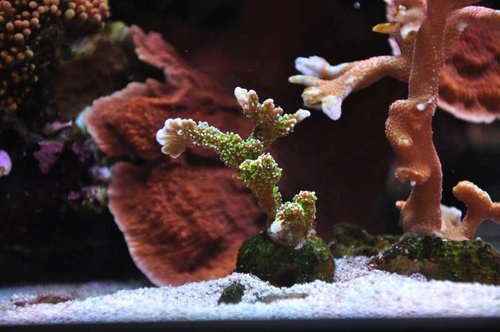 US Montipora sp.