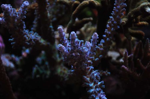 Acropora sp.