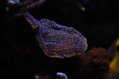 Montipora sp.