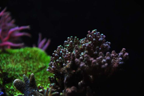 Acropora sp.