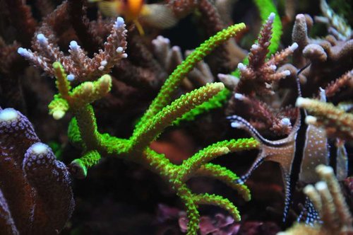 Acropora sp.