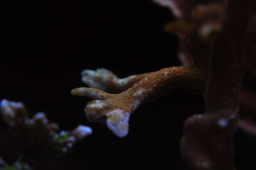 US Montipora sp. (makro)