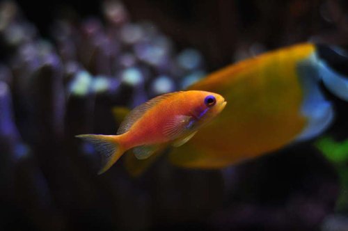 Pseudanthias squamipinnis