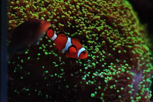 Amphiprion occelaris