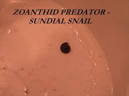 zoa predator2.jpg