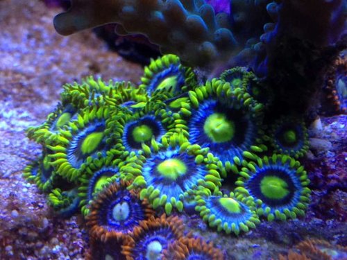 Zoas