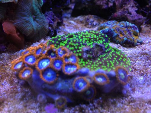 Montipora australiensis
