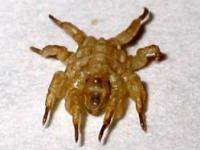 zoantic eating spider.jpg