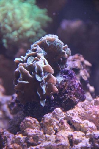 Pavona Decussata