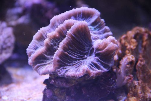 Pectinia