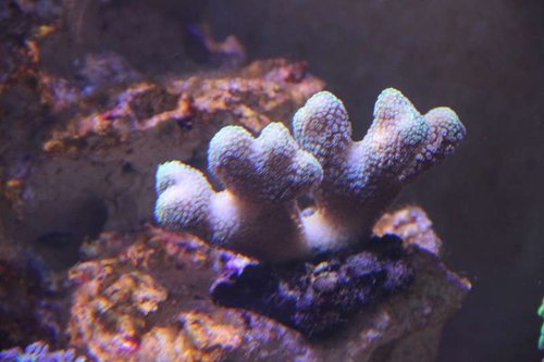 Stylopora