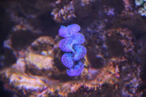 Ultra Grade Tridacna