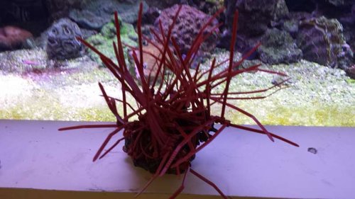 Den nye LPP coral