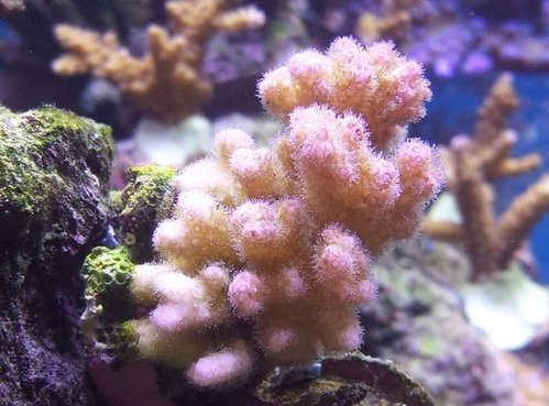 Hun holder stadig farverne, fru &quot;pink&quot;