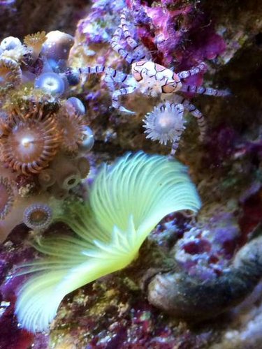 Pom pom krabbe med kun en anemone/pom