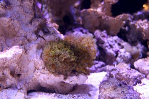 parazoanthus gracilis