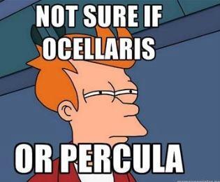 Ocellaris-or-Percula.jpg