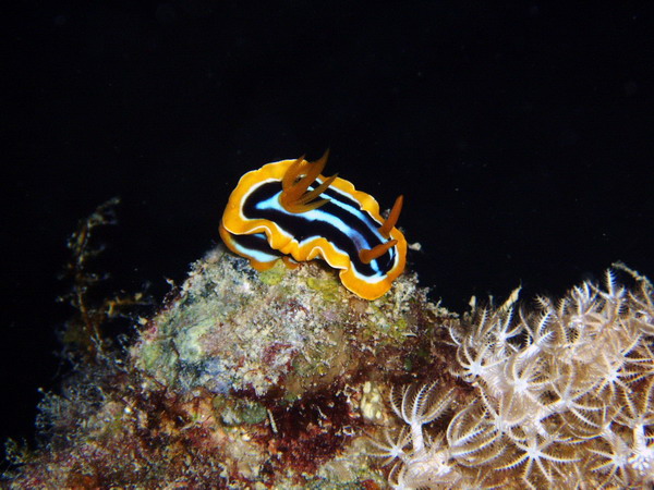 Nudibranch_Thistlegorm_Small.jpg