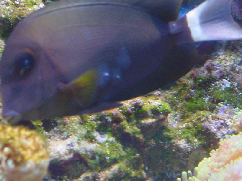 acanthurus 3.jpg