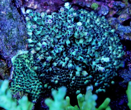 fijibluepolyp_zps99004e1d.jpg