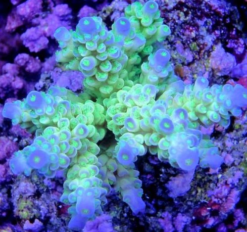 greenvermiculata_zps658b9b88.jpg