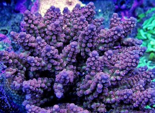 rednasuta1_zps1be6475b.jpg