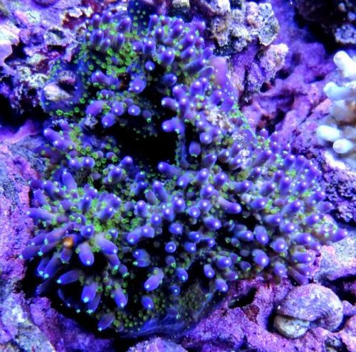 bonsai_zps4a062f00.jpg