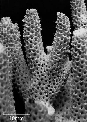 A.millipora1.jpg