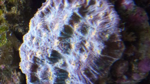 Mycedium sp