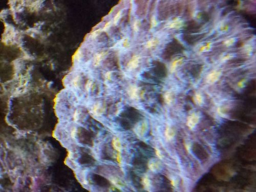 ?? hentet hos Decocean