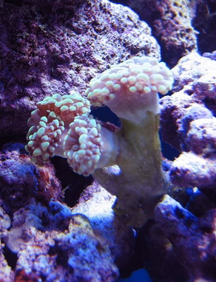 Euphyllia ancora