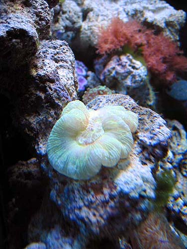 Min Trachaphyllia