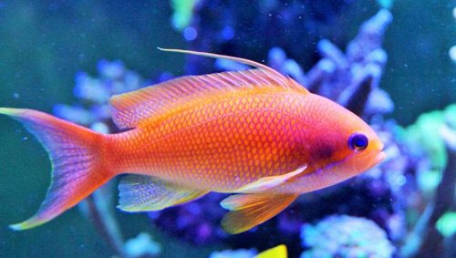 Pseudanthias Squamipinnis