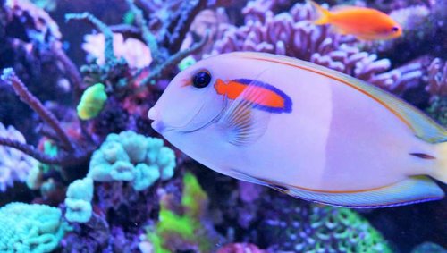 Acanthurus Olivaceus og Amphiprion percula