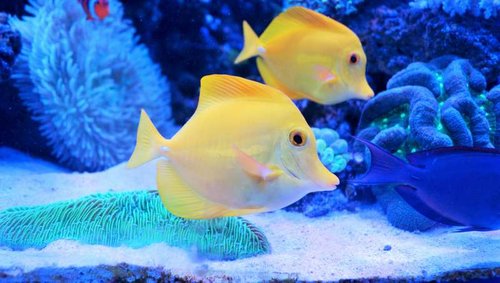 Amphiprion percula, Zebrasoma Flavescens og Acanthurus Nigrofuscus