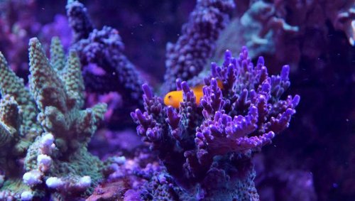 Gobiodon okinawae i Acropora