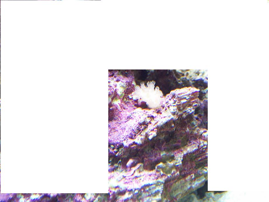 Billede 040sjovvt.JPG