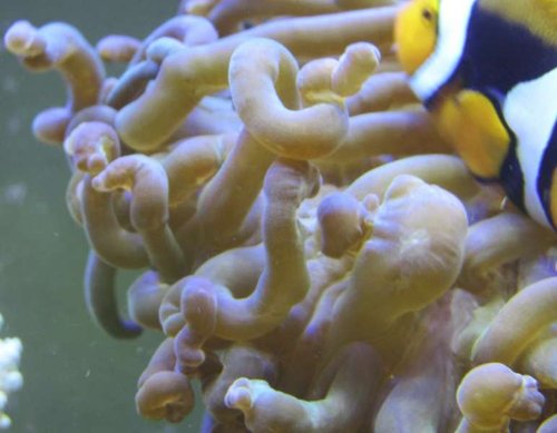 anemone.jpg